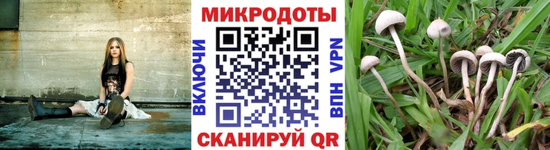 Галлюциногенные грибы Psilocybine cubensis  Моздок 